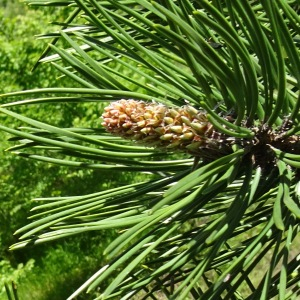 Photographie n°2501677 du taxon Pinus nigra J.F.Arnold [1785]