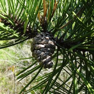 Photographie n°2501679 du taxon Pinus nigra J.F.Arnold [1785]