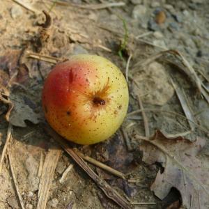 Photographie n°2501704 du taxon Sorbus domestica L. [1753]