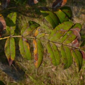 Photographie n°2501705 du taxon Sorbus domestica L. [1753]