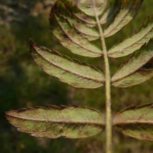 Photographie n°2501706 du taxon Sorbus domestica L. [1753]