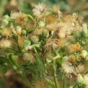 Photographie n°2501709 du taxon Erigeron canadensis L. [1753]