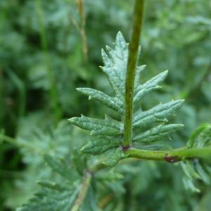 Photographie n°2501712 du taxon Jacobaea erucifolia subsp. erucifolia