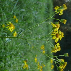  - Jacobaea erucifolia subsp. erucifolia