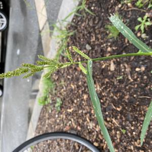 Photographie n°2501755 du taxon Echinochloa crus-galli (L.) P.Beauv.