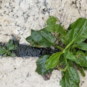 Photographie n°2501761 du taxon Plantago major L.