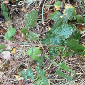 Photographie n°2501779 du taxon Rubus  div. sp.