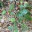 Rubus  div. sp. [nn77191] par maellegatel le 16/09/2021 - Grenoble