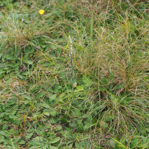 Photographie n°2501829 du taxon Spiranthes spiralis (L.) Chevall.