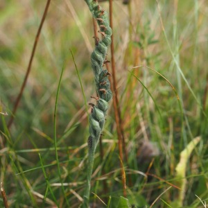 Photographie n°2501830 du taxon Spiranthes spiralis (L.) Chevall.