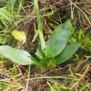 Photographie n°2501831 du taxon Spiranthes spiralis (L.) Chevall.