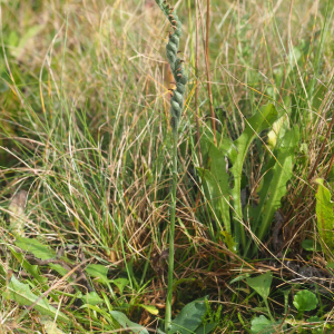 Photographie n°2501832 du taxon Spiranthes spiralis (L.) Chevall.