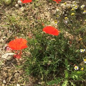 Photographie n°2501834 du taxon Papaver rhoeas