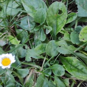 Photographie n°2501850 du taxon Bellis perennis L.