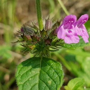 Photographie n°2501883 du taxon Clinopodium vulgare L.