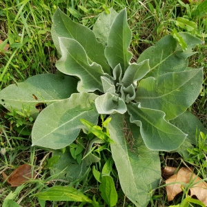 Photographie n°2501885 du taxon Verbascum L.