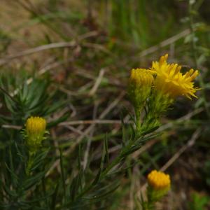 Photographie n°2501888 du taxon Galatella linosyris var. linosyris