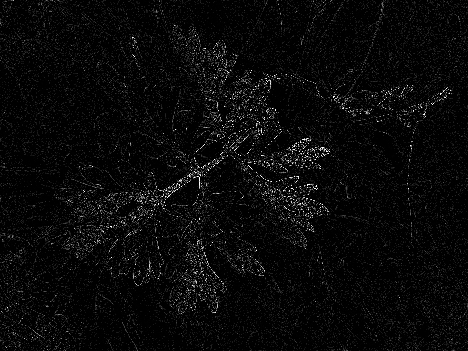 Photographie n°2501909 du taxon Artemisia absinthium L. [1753]