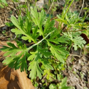 Photographie n°2501910 du taxon Artemisia absinthium L. [1753]