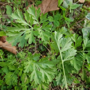 Photographie n°2501911 du taxon Artemisia absinthium L. [1753]