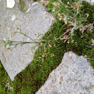 Photographie n°2501942 du taxon Erigeron canadensis L.