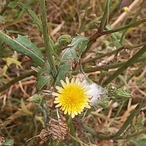 Photographie n°2501968 du taxon Sonchus oleraceus L.