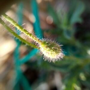 Photographie n°2502013 du taxon Papaver rhoeas