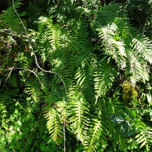 Photographie n°2502184 du taxon Polypodium interjectum Shivas [1961]