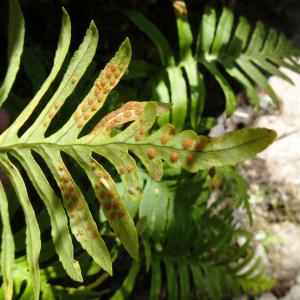 Photographie n°2502187 du taxon Polypodium cambricum L. [1753]