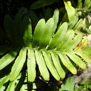 Photographie n°2502189 du taxon Polypodium cambricum L. [1753]