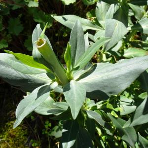 Photographie n°2502193 du taxon Centranthus ruber (L.) DC.