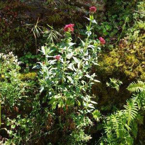 Photographie n°2502195 du taxon Centranthus ruber (L.) DC.