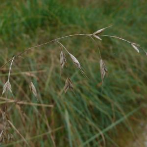 Photographie n°2502241 du taxon Bromus commutatus subsp. commutatus