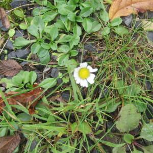 Photographie n°2502248 du taxon Bellis perennis L.