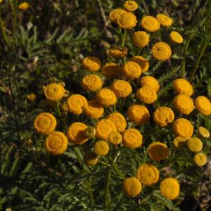 Photographie n°2502274 du taxon Tanacetum vulgare L. [1753]