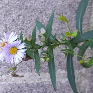 Photographie n°2502307 du taxon Aster novi-belgii L. [1753]