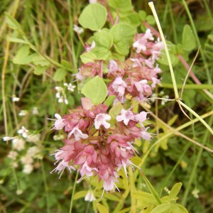 Photographie n°2502332 du taxon Origanum vulgare L. [1753]