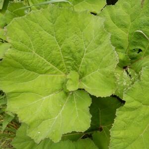 Photographie n°2502335 du taxon Petasites hybridus (L.) G.Gaertn., B.Mey. & Scherb. [1801]