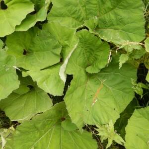 Photographie n°2502336 du taxon Petasites hybridus (L.) G.Gaertn., B.Mey. & Scherb. [1801]