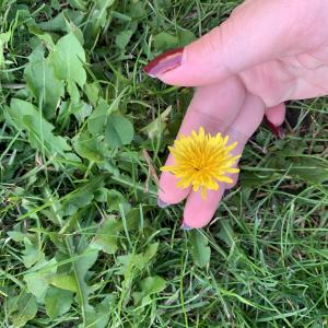 Photographie n°2502349 du taxon Taraxacum div. Sp.