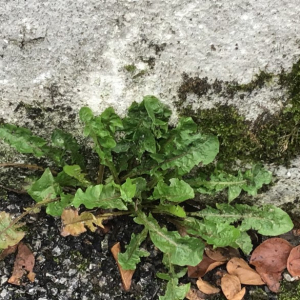 Photographie n°2502357 du taxon Taraxacum div. Sp.