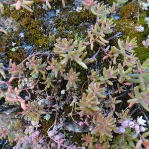 Photographie n°2502381 du taxon Sedum album L.