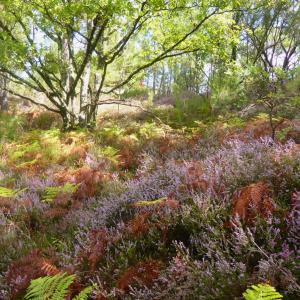 Photographie n°2502582 du taxon Calluna vulgaris (L.) Hull [1808]