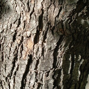 Photographie n°2502602 du taxon Acer monspessulanum L. [1753]