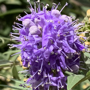 Photographie n°2502613 du taxon Vitex agnus-castus L. [1753]