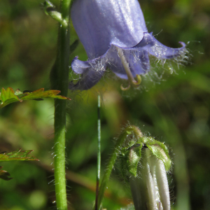 Photographie n°2502631 du taxon Campanula barbata L.