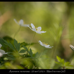 Photographie n°2502648 du taxon Anemone nemorosa L. [1753]