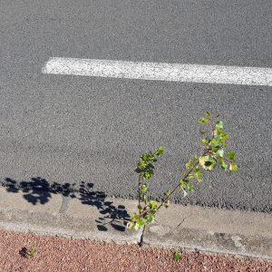 Photographie n°2502651 du taxon Populus nigra L. [1753]