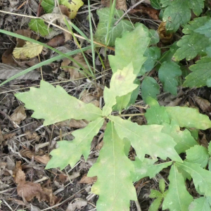 Photographie n°2502717 du taxon Quercus robur L. [1753]