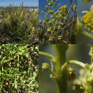  - Reseda lutea L. subsp. lutea